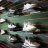 Golf Shop